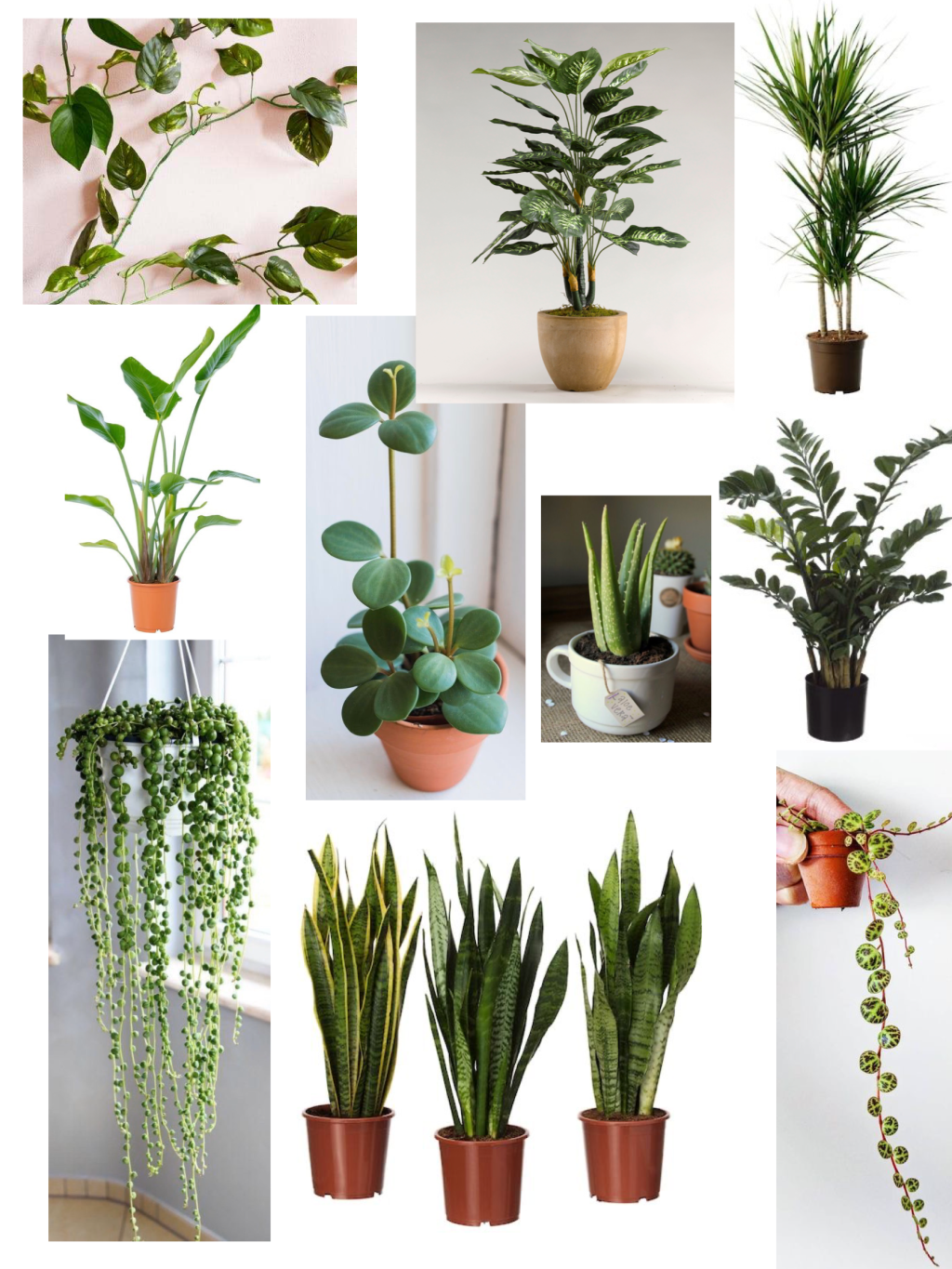 Where to Buy Indoor&nbsp;Plants