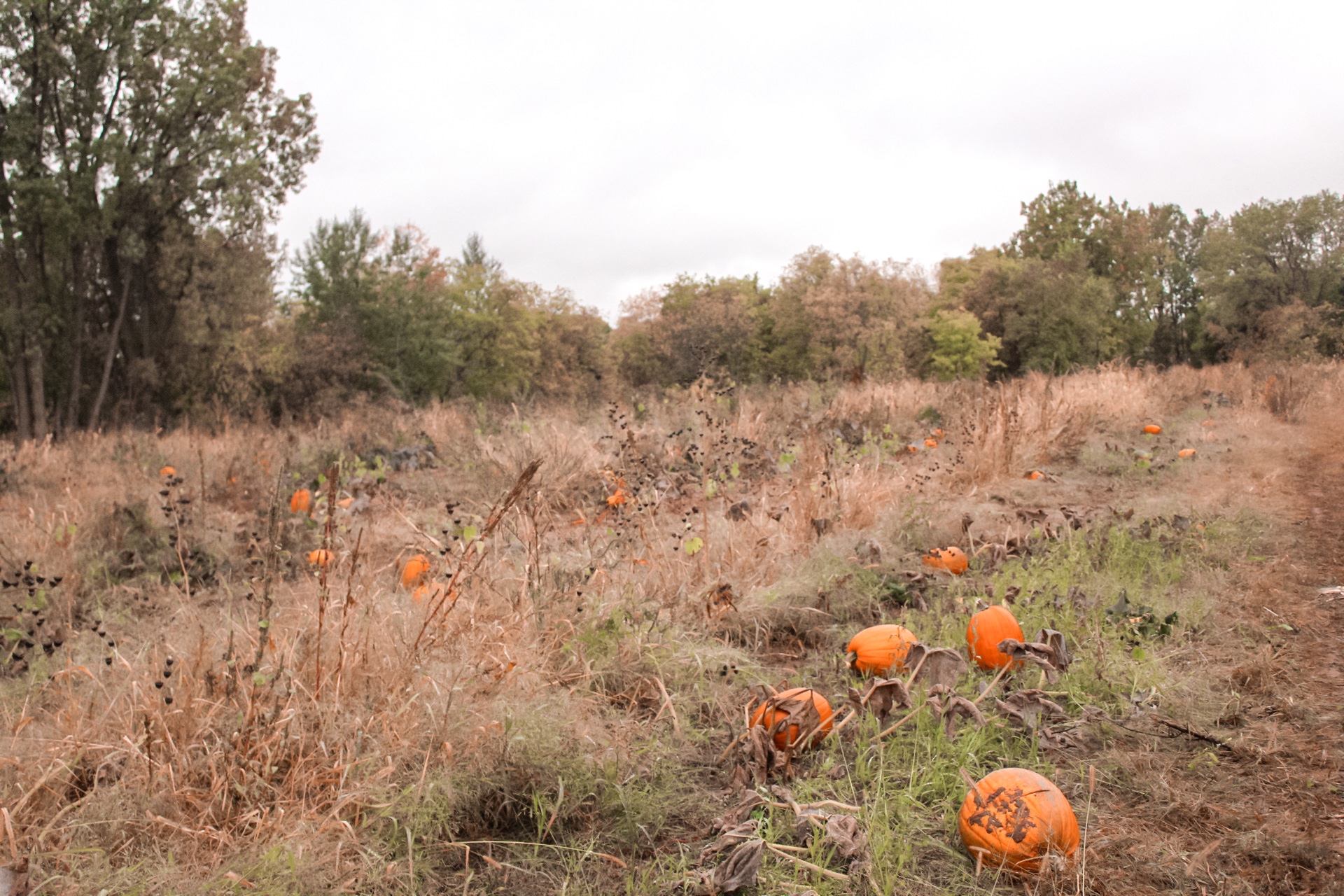 This Week: Cleaning Your Pumpkins!