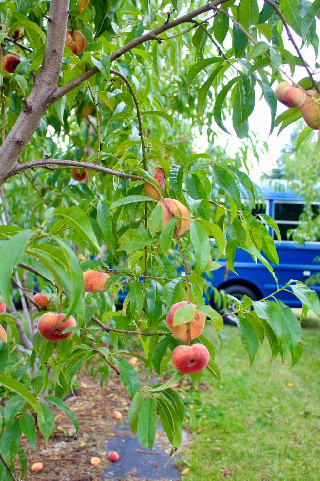 Midwest Summer: U-Pick at King&nbsp;Orchards